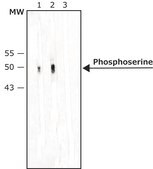 Anti-Phosphoserine antibody, Mouse Monoclonal clone PSR-45, purified from hybridoma cell culture