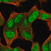 Anti-FAM124A antibody produced in rabbit Prestige Antibodies® Powered by Atlas Antibodies, affinity isolated antibody, buffered aqueous glycerol solution