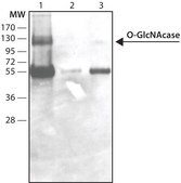 Anti-O-GlcNAcase (OGA) (C-terminal region) antibody produced in rabbit ~1.5 mg/mL, affinity isolated antibody
