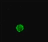 Anti-Rabbit IgG (whole molecule)−FITC antibody produced in sheep affinity isolated antibody, buffered aqueous solution