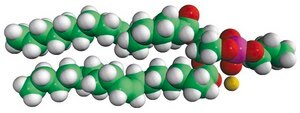 18:1 Phosphatidylpropanol 1,2-dioleoyl-sn-glycero-3-phosphopropanol (sodium salt), chloroform