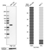 Anti-SLC16A1 antibody produced in rabbit Prestige Antibodies® Powered by Atlas Antibodies, affinity isolated antibody, buffered aqueous glycerol solution