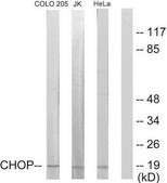 Anti-CHOP, N-Terminal antibody produced in rabbit affinity isolated antibody