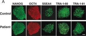 Anti-TRA-1-81 Antibody, clone TRA-1-81 clone TRA-1-81, Chemicon&#174;, from mouse