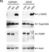 Anti-Histone H2A.X Antibody serum, Upstate&#174;