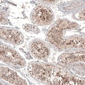 Anti-PCM1 antibody produced in rabbit Prestige Antibodies® Powered by Atlas Antibodies, affinity isolated antibody, buffered aqueous glycerol solution, Ab1