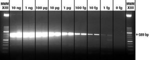 Transcriptor One-Step RT-PCR Kit sufficient for 50 reactions, sufficient for 150 reactions, suitable for RT-qPCR, suitable for RT-PCR, hotstart