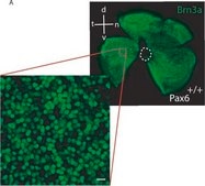 Anti-Brn-3a Antibody, POU-domain protein, clone 5A3.2 culture supernatant, clone 5A3.2, Chemicon®
