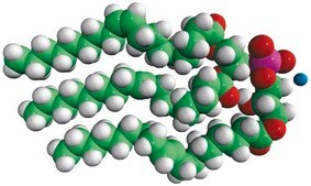 18:1 Hemi BMP (S,R) sn-(3-oleoyl-2-hydroxy)-glycerol-1-phospho-sn-3′-(1′,2′-dioleoyl)-glycerol (ammonium salt), powder