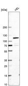 Anti-VPS11 antibody produced in rabbit Prestige Antibodies® Powered by Atlas Antibodies, affinity isolated antibody, buffered aqueous glycerol solution