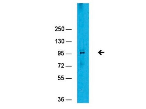 Anti-EZH2 Antibody serum, Upstate®