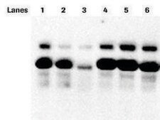 PhosSTOP™ sufficient for 10 10mL buffer preparations, sufficient for 20 10mL buffer preparations, suitable for tissue processing, suitable for immunoprecipitation (IP)
