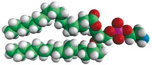 17:0 PE Avanti Research™ - A Croda Brand