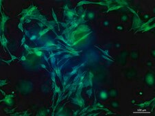 TissueFab® bioink&nbsp; (Gel)ma -UV/365 nm