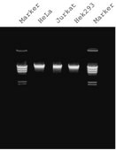 GenElute™ Mammalian Genomic DNA Miniprep Kits sufficient for 350 purifications