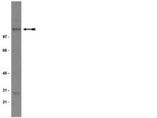 Anti-NR1 Antibody, CT Upstate®, from mouse