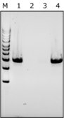 Lyticase from Arthrobacter luteus free of DNA contaminants, suitable for Microbiome research, ≥2000 units/mg protein, lyophilized powder
