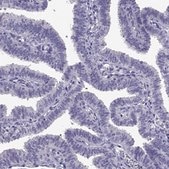 Anti-TTN antibody produced in rabbit Prestige Antibodies® Powered by Atlas Antibodies, affinity isolated antibody, buffered aqueous glycerol solution