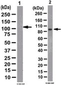 Anti-PARP1 (cleaved form) Antibody from rabbit, purified by affinity chromatography