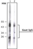 Anti-Goat IgG (whole molecule)–Alkaline Phosphatase antibody produced in rabbit affinity isolated antibody, buffered aqueous glycerol solution