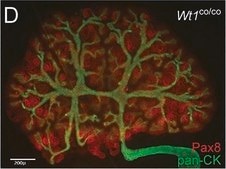 Monoclonal Anti-Cytokeratin, pan (Mixture) antibody produced in mouse clone C-11+PCK-26+CY-90+KS-1A3+M20+A53-B/A2, ascites fluid