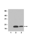 Anti-acetyl-Histone H3 (Lys18) Antibody serum, Upstate®