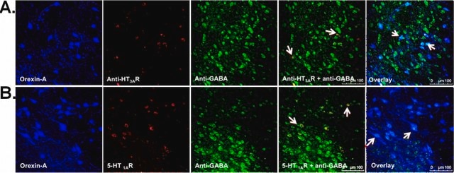 Anti-GABA Antibody serum, Chemicon®