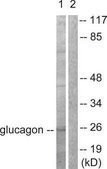 Anti-Glucagon antibody produced in rabbit affinity isolated antibody
