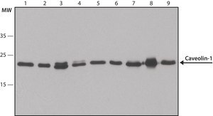 Anti-Caveolin-1 antibody produced in rabbit IgG fraction of antiserum, buffered aqueous solution