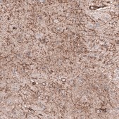 Anti-SLC16A2 antibody produced in rabbit Prestige Antibodies® Powered by Atlas Antibodies, affinity isolated antibody, buffered aqueous glycerol solution