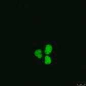 Anti-RAD21 Antibody Upstate®, from mouse