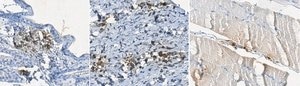 Anticuerpo anti-procolágeno de tipo I, CT, clon PCIDG10 (sin ascitis) clone PCIDG10, from mouse