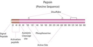 Pepsin from porcine gastric mucosa lyophilized powder, ≥3,200 units/mg protein