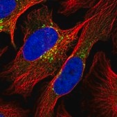 Anti-COPG1 antibody produced in rabbit Prestige Antibodies® Powered by Atlas Antibodies, affinity isolated antibody