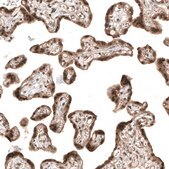 Monoclonal Anti-SMAD4 antibody produced in mouse Prestige Antibodies® Powered by Atlas Antibodies, clone CL9774, purified immunoglobulin, buffered aqueous glycerol solution
