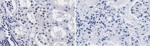 Anti-PARP-1 Antibody, clone 12N17 Antibody, ZooMAb® Rabbit Monoclonal recombinant, expressed in HEK 293 cells
