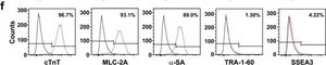 Anti-α-Actinin (Sarcomeric) antibody, Mouse monoclonal clone EA-53, purified from hybridoma cell culture