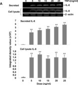 Anti-β-Actin antibody, Mouse monoclonal clone AC-15, purified from hybridoma cell culture
