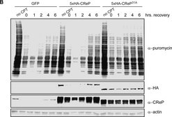 Anti-Puromycin Antibody, clone 12D10 clone 12D10, from mouse