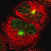 Anti-LMTK2 antibody produced in rabbit Prestige Antibodies® Powered by Atlas Antibodies, affinity isolated antibody, buffered aqueous glycerol solution