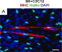 Anti-Nuclei Antibody, clone 235-1 clone 235-1, Chemicon®, from mouse