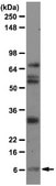Anti-Amyloid β40 Antibody, clone G2-10 clone G2-10, from mouse