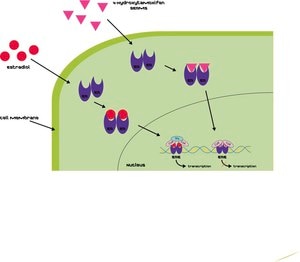 (Z)-4-Hydroxytamoxifen ≥98% Z isomer