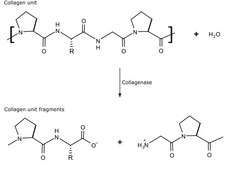 コラゲナーゼ Clostridium histolyticum由来 lyophilized powder, ≥125 CDU/mg solid (CDU = collagen digestion units), 0.5-5.0 FALGPA units/mg solid
