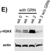 Anti-Histone H2A.X Antibody serum, Upstate&#174;