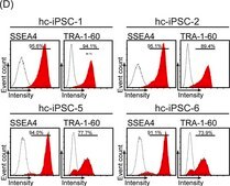 Anti-TRA-1-60 Antibody, clone TRA-1-60 clone TRA-1-60, Chemicon&#174;, from mouse
