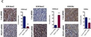 Anti-dimethyl-Histone H3 (Lys4) Antibody Upstate®, from rabbit