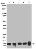 ChIPAb+ Histone H4 - ChIP Validated Antibody and Primer Set, rabbit monoclonal from rabbit