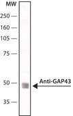 Monoclonal Anti-Growth Associated Protein-43 antibody produced in mouse clone GAP-7B10, ascites fluid