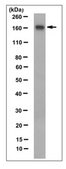 Anti-Cas9 Antibody, clone 7A9 clone 7A9, from mouse